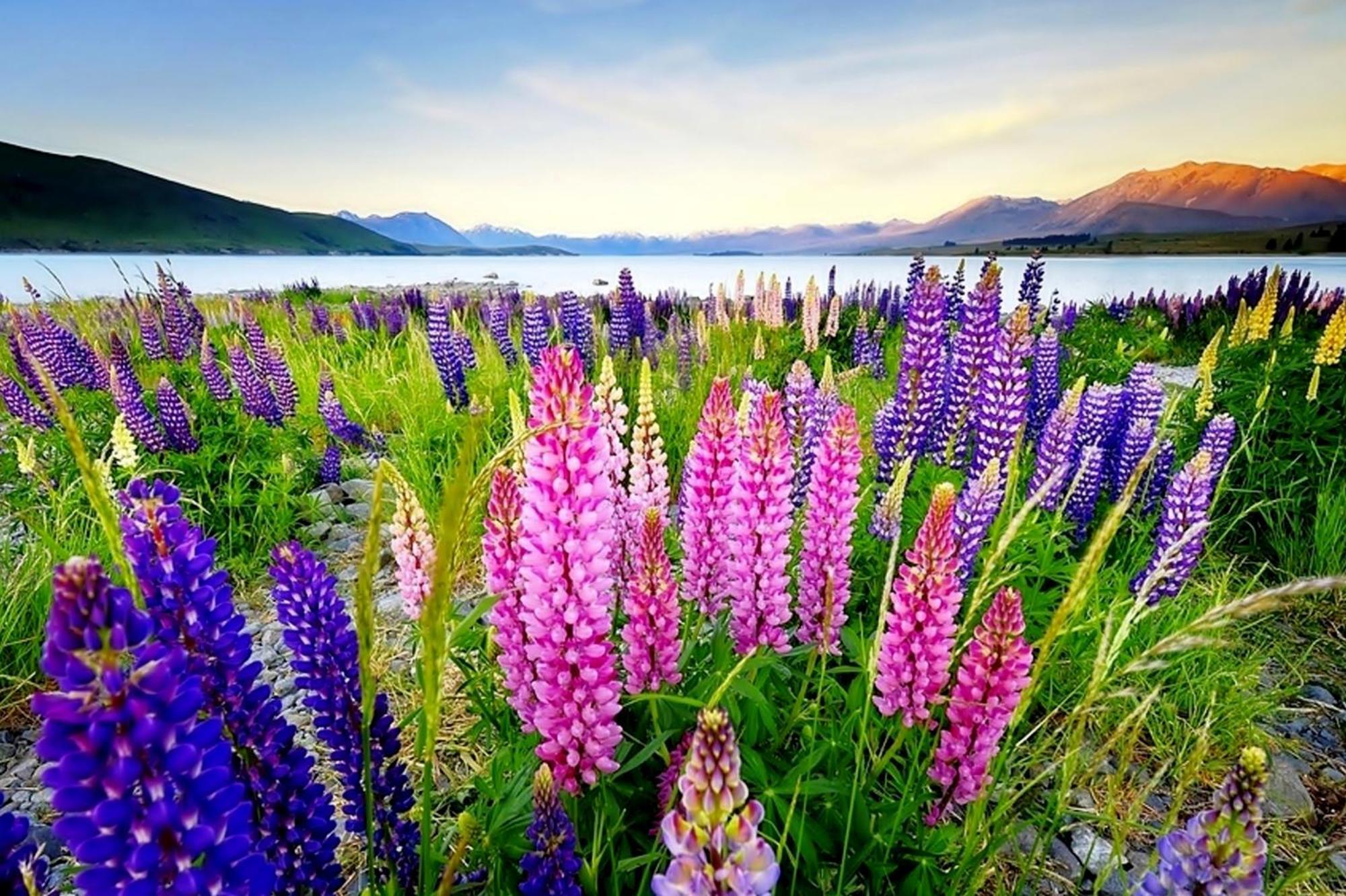 Tekapo1929 - Pioneer Cottage Lake Tekapo Ngoại thất bức ảnh